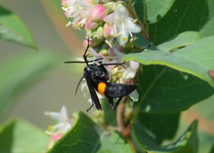 Anoplius semicinctus