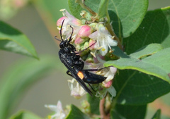 Anoplius semicinctus