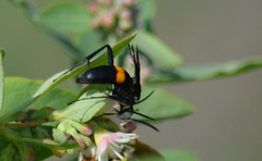 Anoplius semicinctus