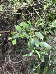 Dendrotrophe varians