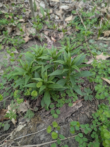 Image of Lithospermum latifolium by (c) Skyler Principe, some rights reserved (CC BY)
