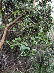 Dendrotrophe varians