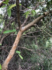 Dendrotrophe varians