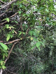 Dendrotrophe varians