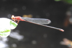 Pseudagrion pilidorsum declaratum