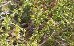 Salsola divaricata