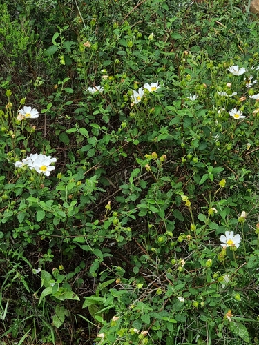 Avistamiento Cistus salviifolius