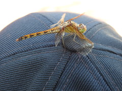 Sympetrum striolatum imitoides