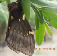 Paradirphia fumosa