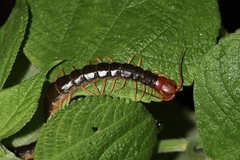 Scolopendra mutilans