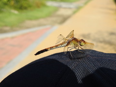 Sympetrum striolatum imitoides
