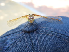 Sympetrum striolatum imitoides