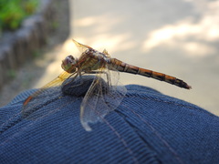 Sympetrum striolatum imitoides