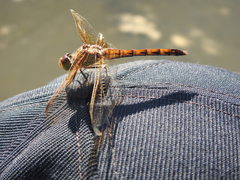Sympetrum striolatum imitoides