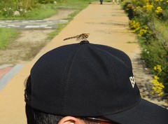 Sympetrum striolatum imitoides