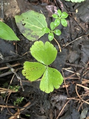 Anemonoides quinquefolia