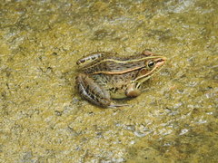 Pelophylax nigromaculatus