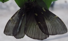 Paradirphia fumosa
