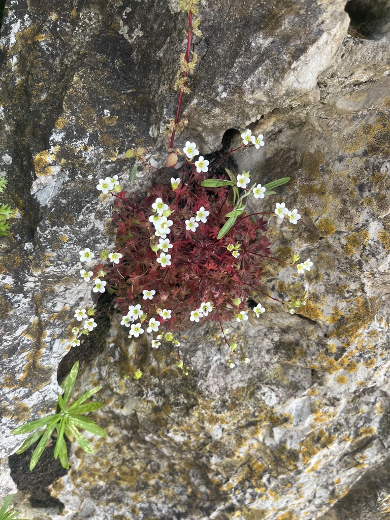 Saxifraga globulifera; photograph Hannah Stitt, CC BY, iNaturalist via GBIF