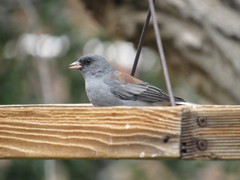 Junco hyemalis caniceps