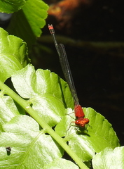 Pseudagrion pilidorsum declaratum