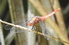 Orthetrum testaceum soembanum