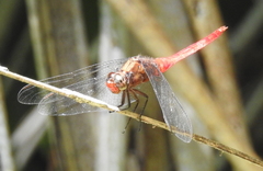 Orthetrum testaceum soembanum