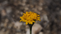 Chaenactis glabriuscula glabriuscula