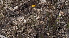 Chaenactis glabriuscula glabriuscula