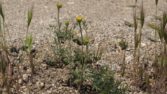 Chaenactis glabriuscula glabriuscula