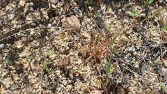 Claytonia parviflora viridis