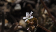 Claytonia parviflora viridis
