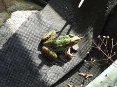 Pelophylax nigromaculatus