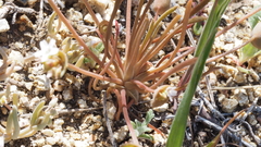 Claytonia parviflora viridis