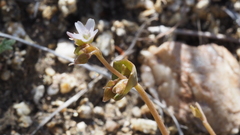 Claytonia parviflora viridis