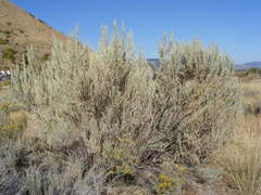 Artemisia tridentata tridentata