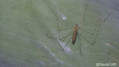 Tipuloidea