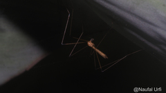 Tipuloidea