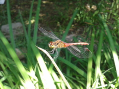 Sympetrum eroticum