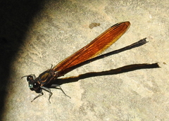 Euphaea lara
