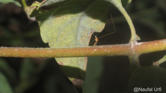 Tipuloidea