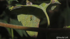Tipuloidea