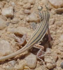 Meroles suborbitalis