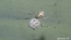 Araneomorphae