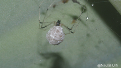 Araneomorphae