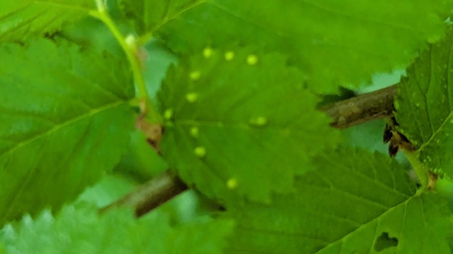 Elm Leaf Gall Mite, Voorhout, Nederland, photo 9 of 10