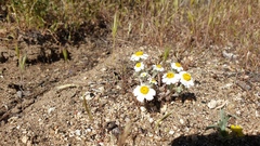 Eriophyllum wallacei rubellum