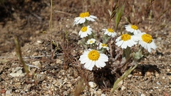 Eriophyllum wallacei rubellum