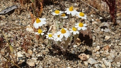 Eriophyllum wallacei rubellum