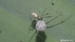 Araneomorphae